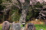 双体道祖神と神明神社のサクラ