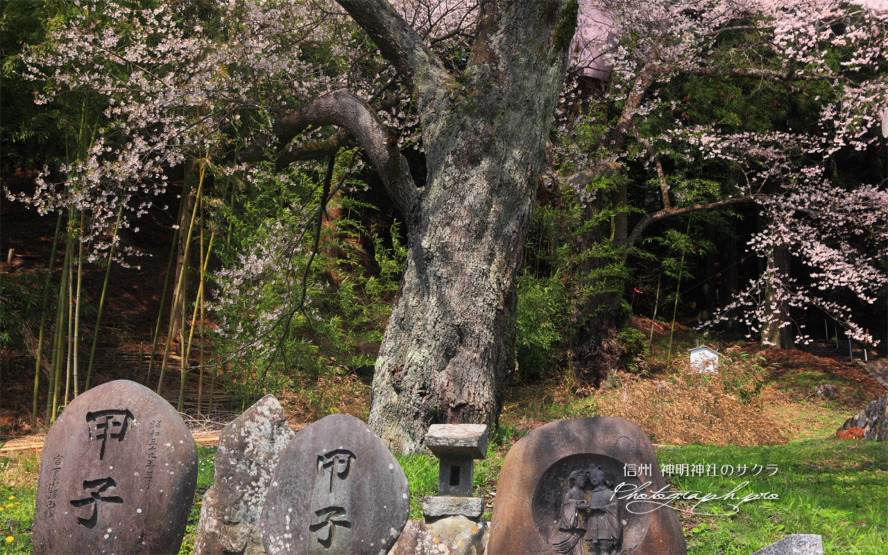 双体道祖神と神明神社のサクラ 壁紙