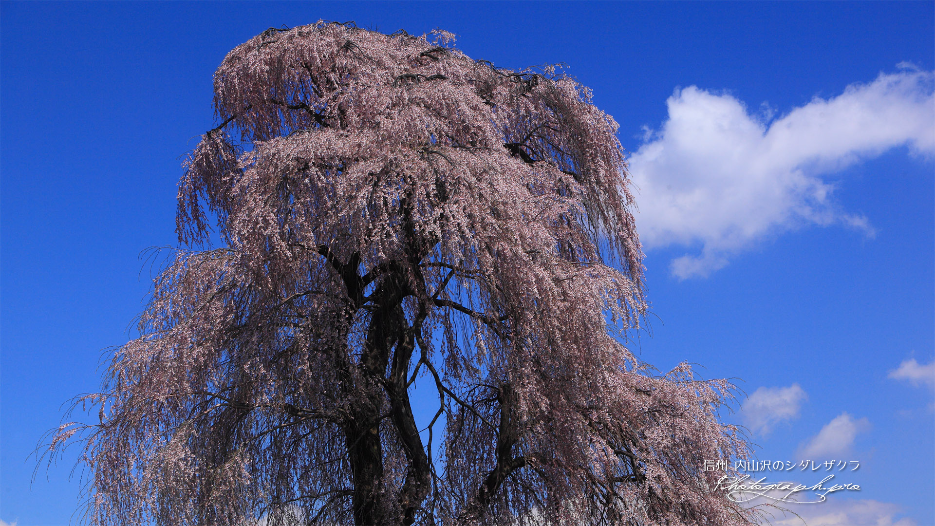 内山沢のしだれ桜