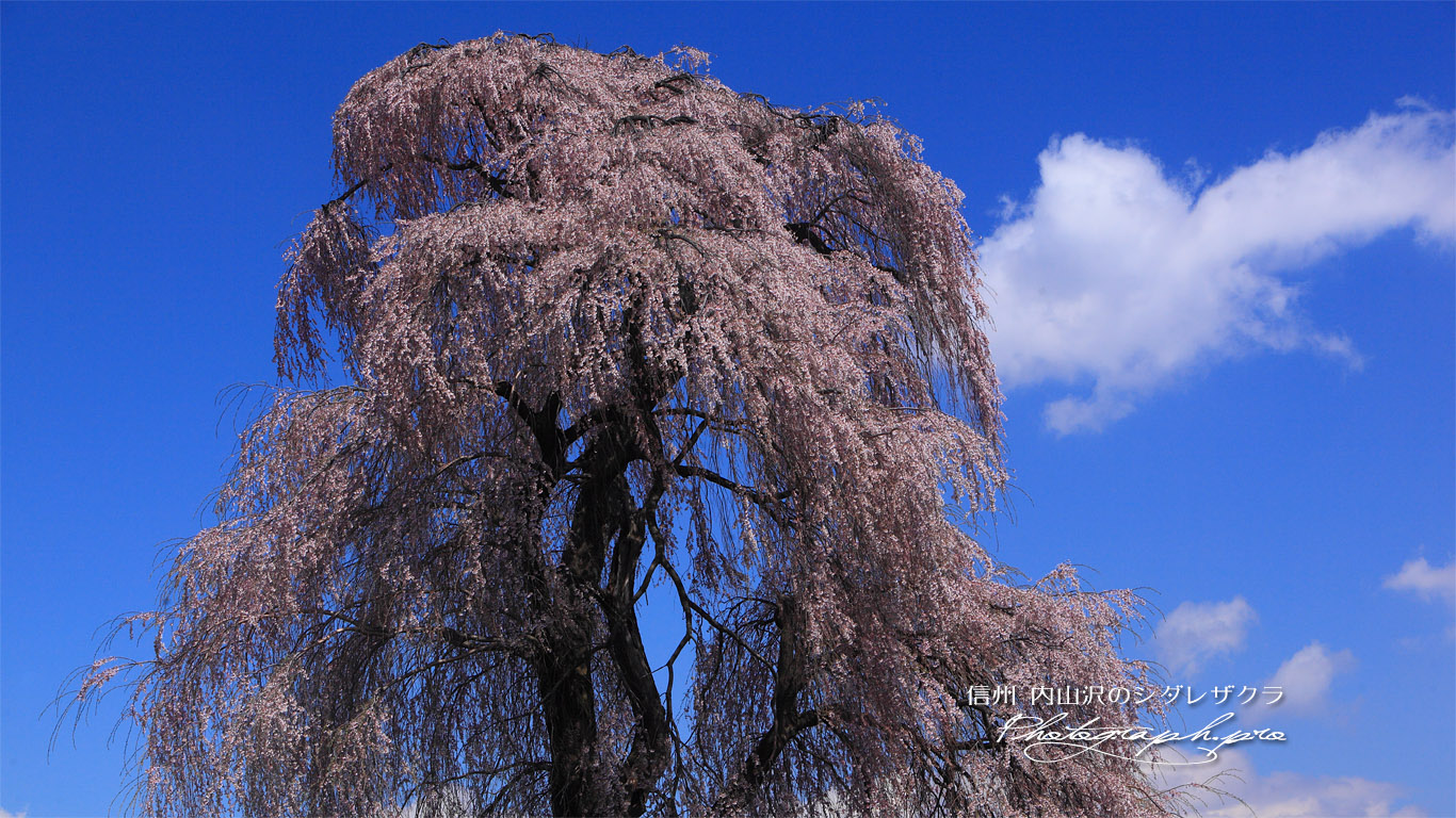 内山沢のしだれ桜 壁紙