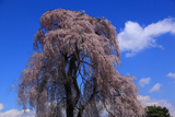 内山沢のしだれ桜
