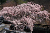 京都十輪寺のなりひら桜