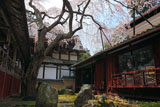 京都十輪寺の天蓋の桜