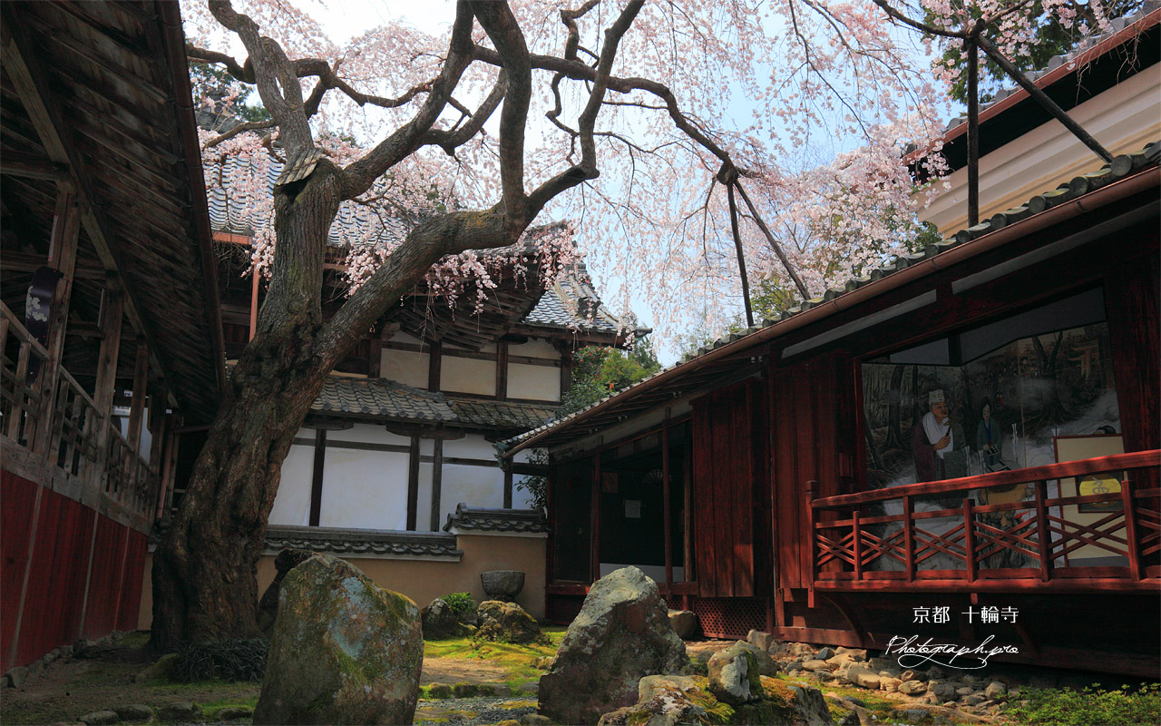 京都十輪寺 天蓋の桜 壁紙