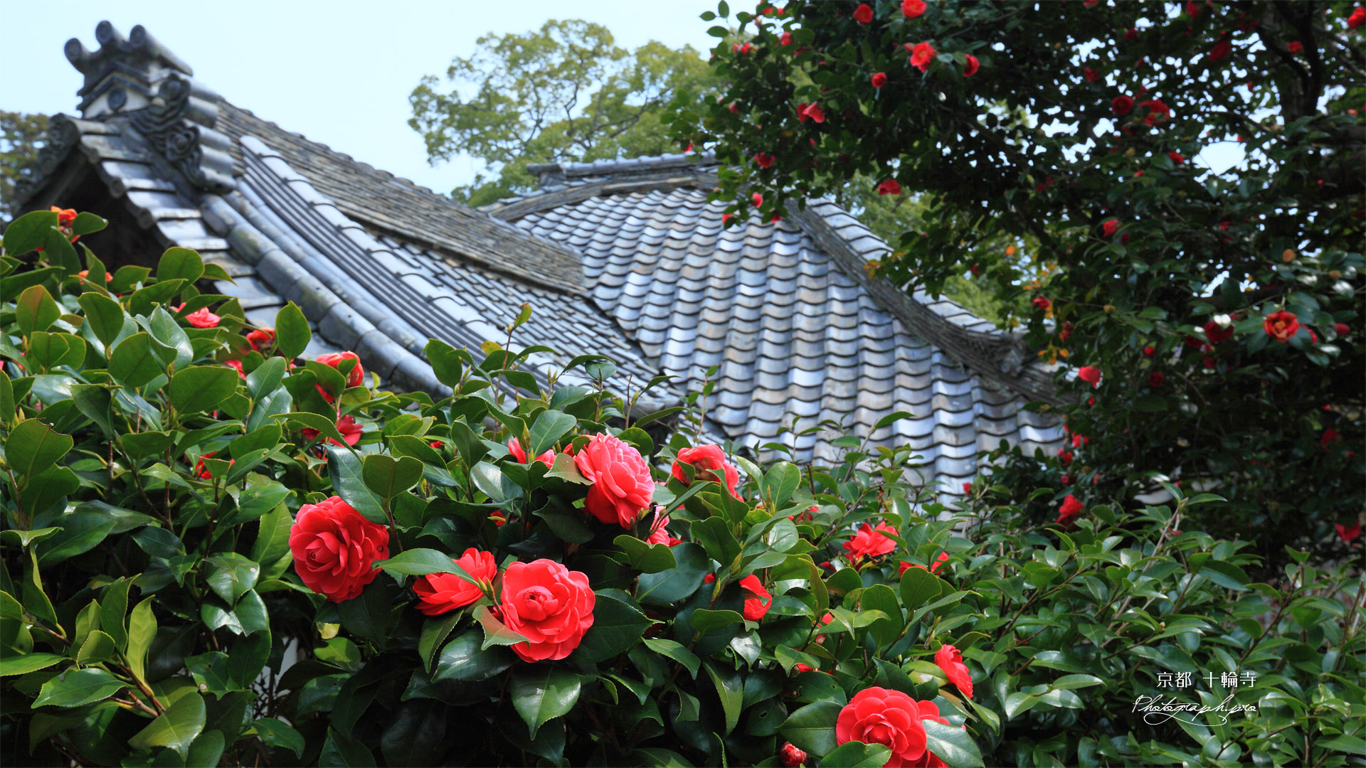 京都十輪寺のツバキ