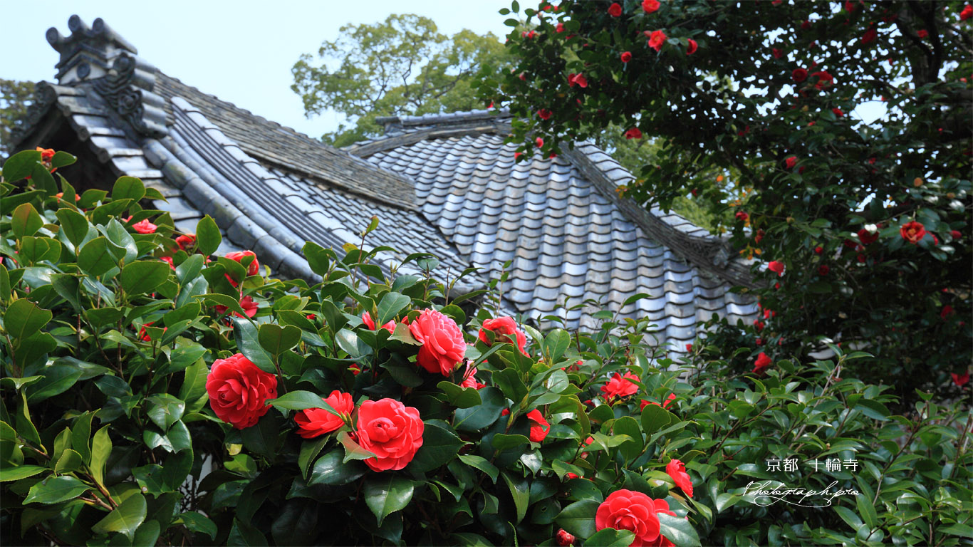京都十輪寺のツバキ 壁紙