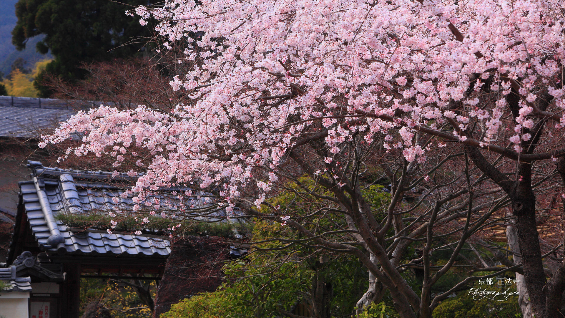 京都正法寺 サクラと山門