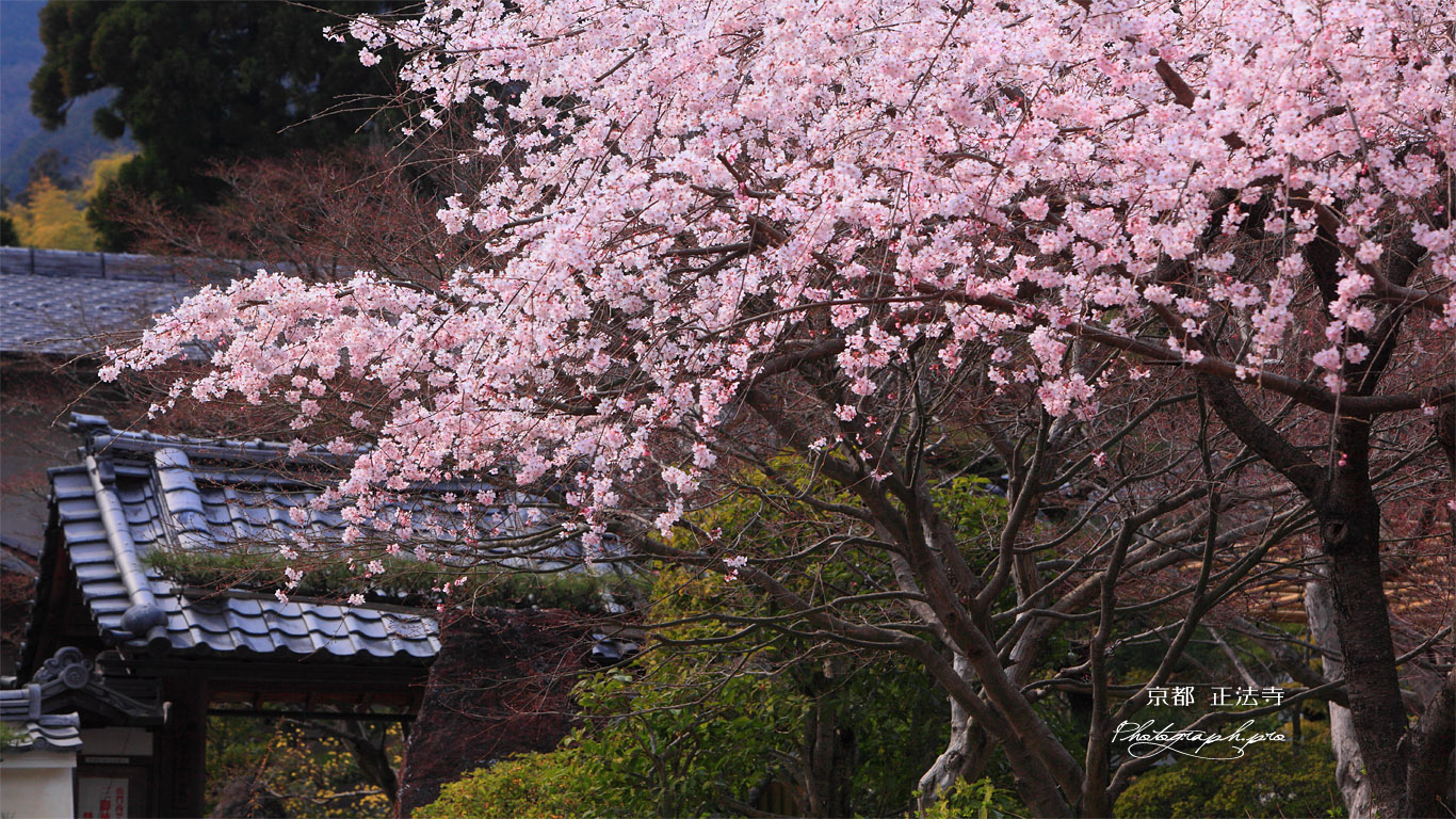 京都正法寺 サクラと山門 壁紙