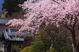 京都正法寺 サクラと山門