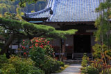 京都正法寺 ツバキと本堂