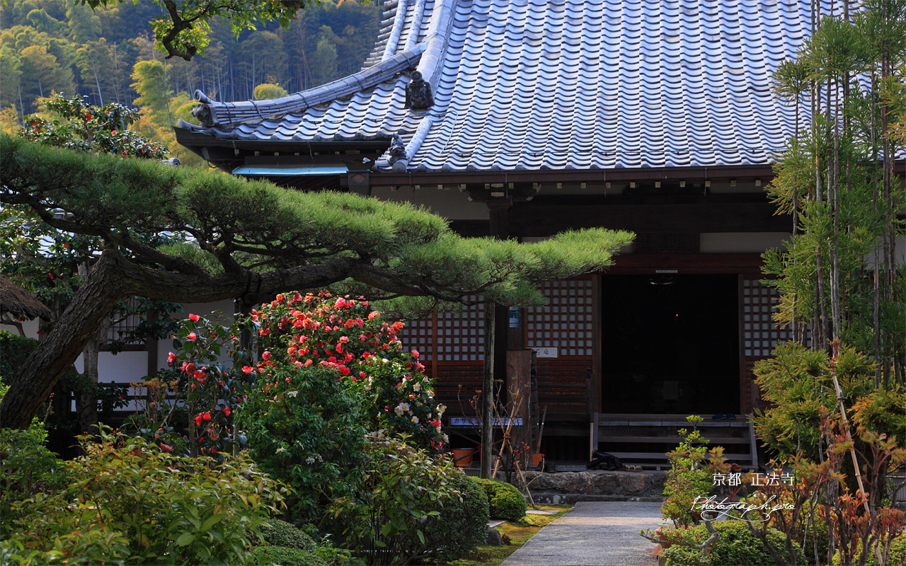 京都正法寺 ツバキと本堂 壁紙