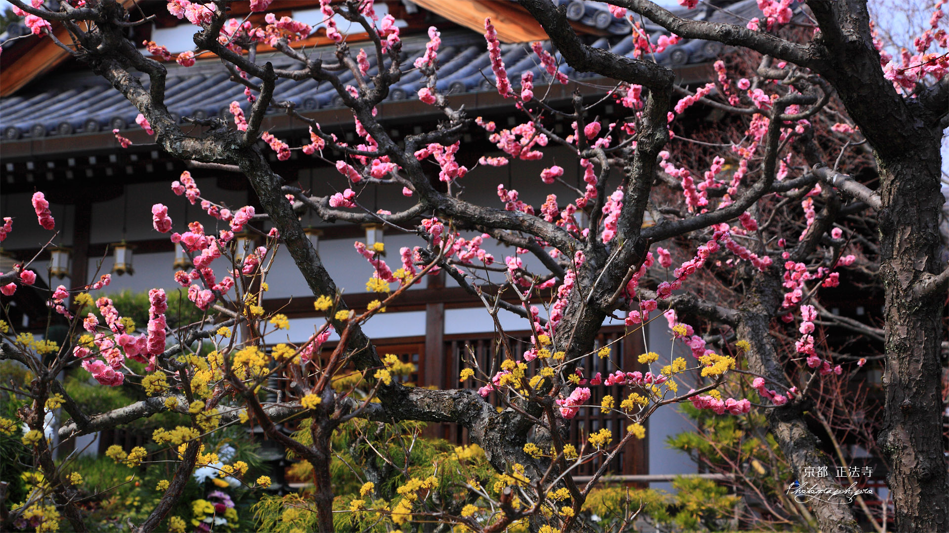 京都正法寺 ウメとサンシュユ