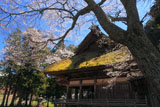 朝日将軍木曾義仲公手植桜