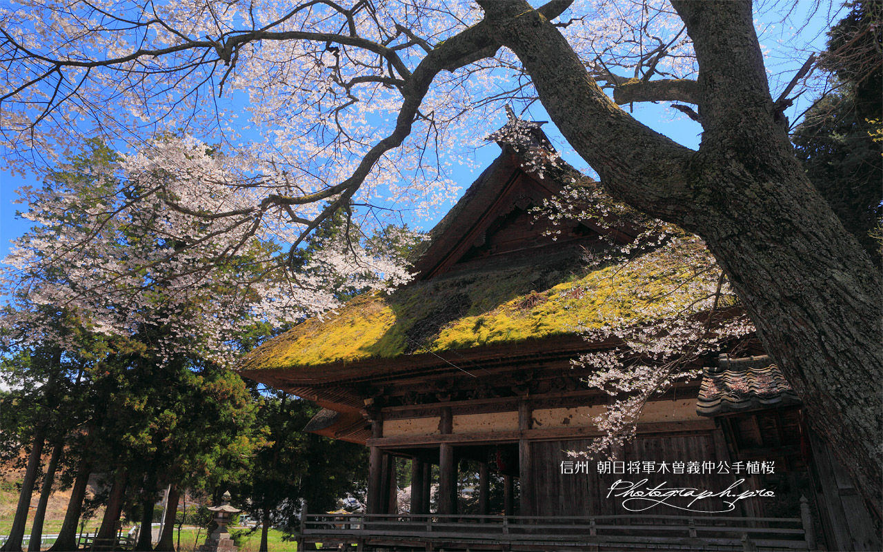 朝日将軍木曾義仲公手植桜 壁紙
