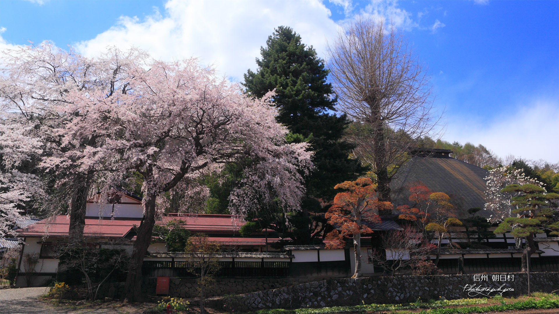 朝日村 光輪寺のしだれ桜