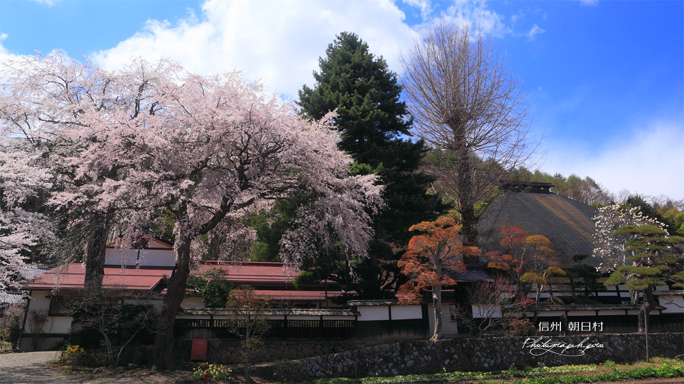 朝日村 光輪寺のしだれ桜 壁紙