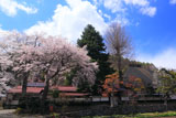 朝日村 光輪寺のしだれ桜