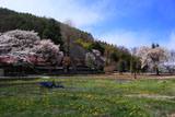 信州 光輪寺の桜