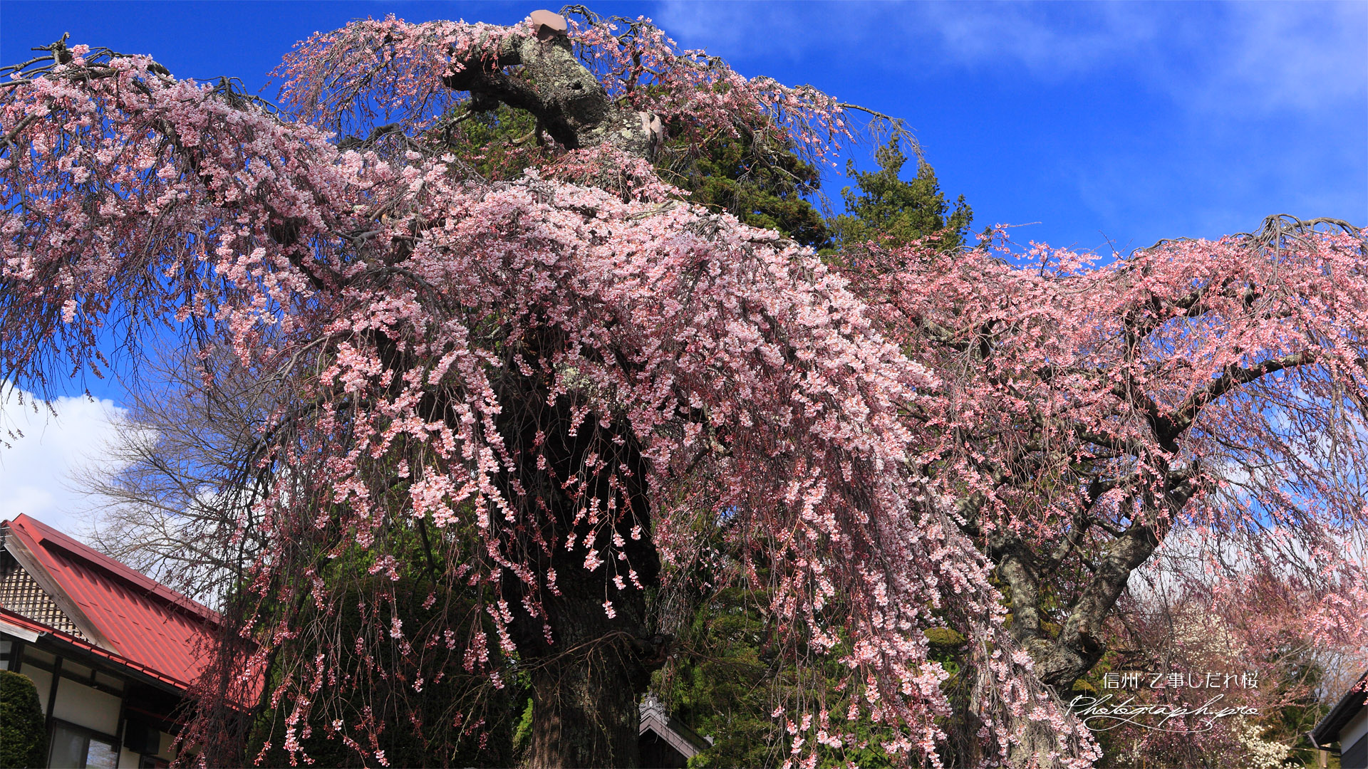 ５分咲きの乙事の枝垂れ桜
