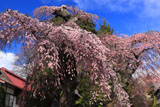 ５分咲きの乙事の枝垂れ桜