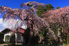 乙事しだれ桜