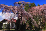 乙事しだれ桜
