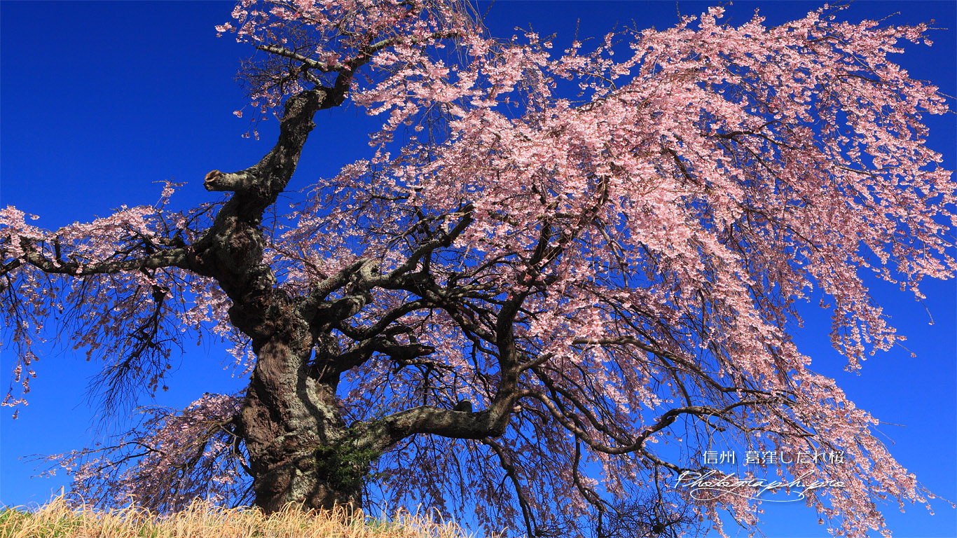 見上げた葛窪しだれ桜 壁紙