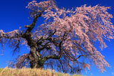 見上げた葛窪しだれ桜