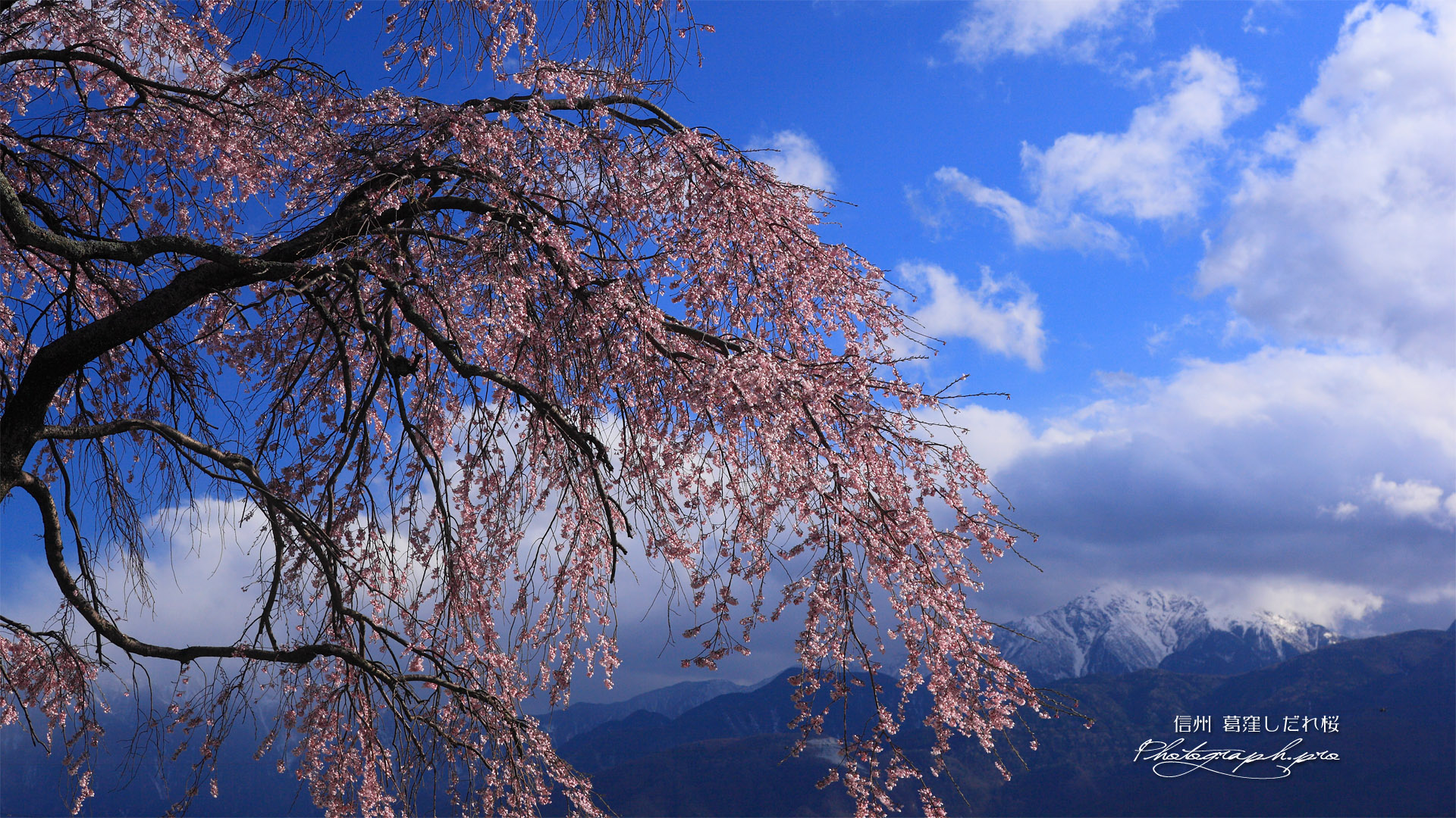葛窪しだれ桜と甲斐駒ケ岳