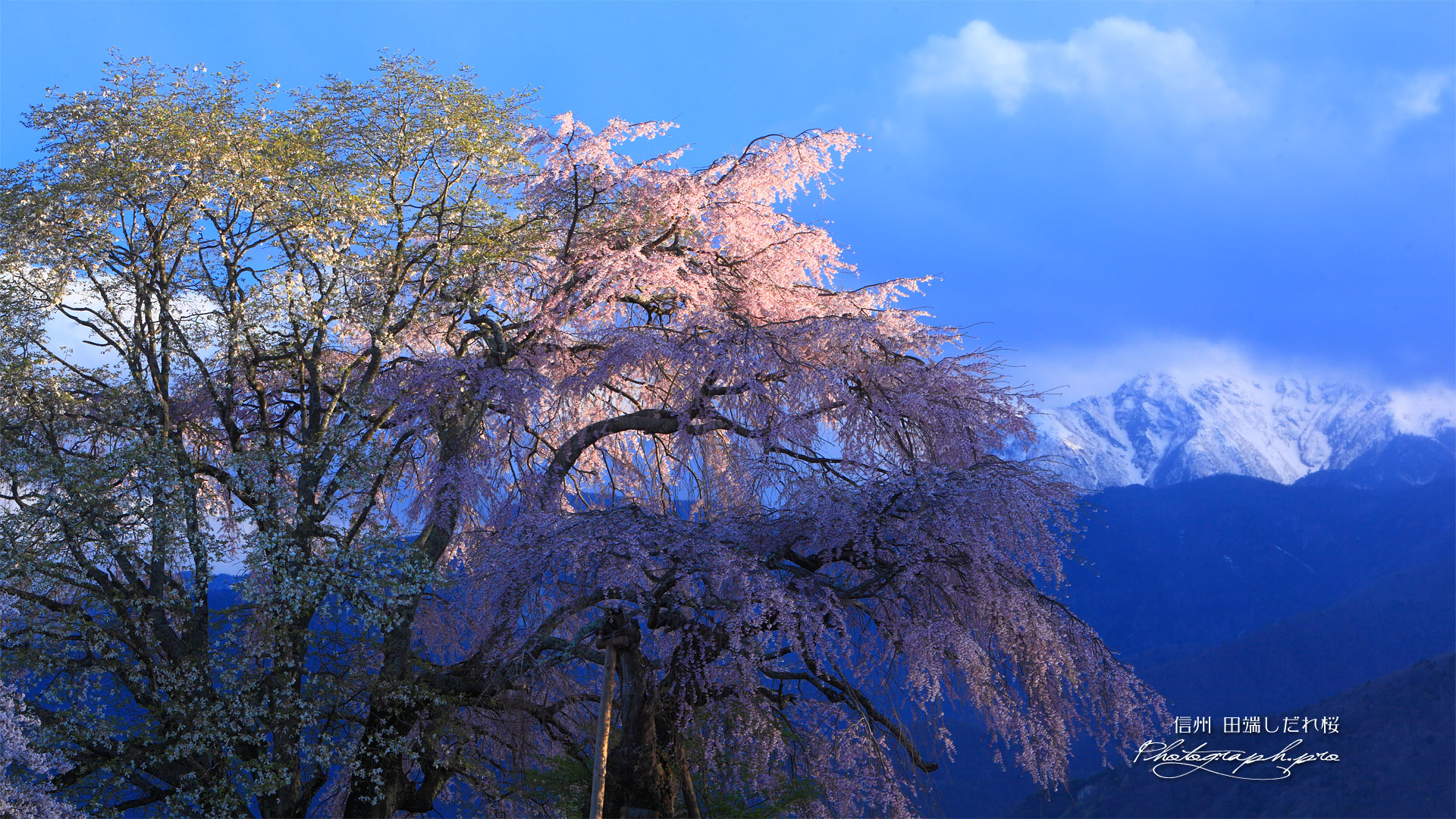 西日に照らされた田端しだれ桜