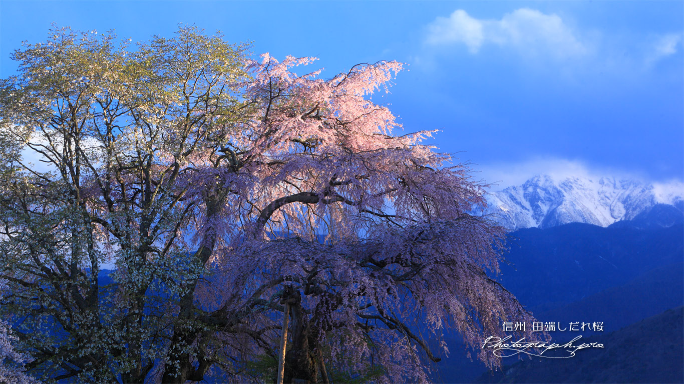 西日に照らされた田端しだれ桜 壁紙