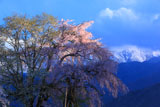 西日に照らされた田端しだれ桜