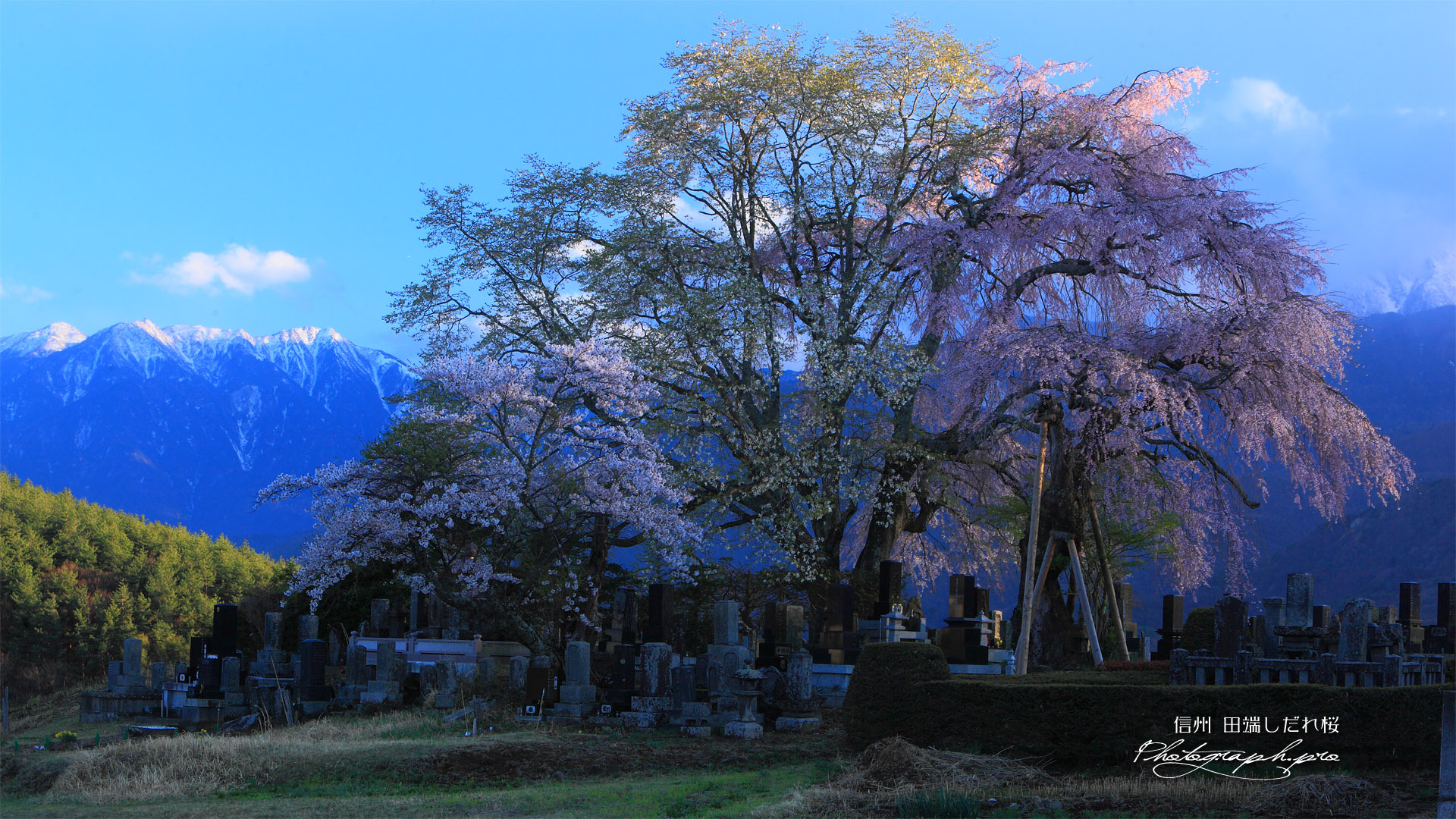 残照の田端しだれ桜