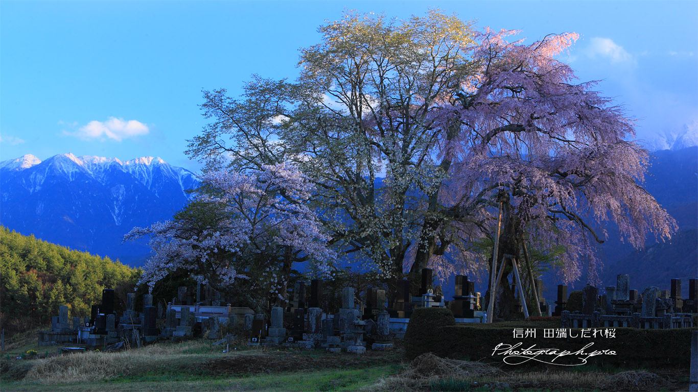 残照の田端しだれ桜 壁紙