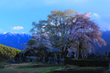 残照の田端しだれ桜