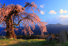 葛窪しだれ桜