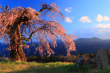 葛窪しだれ桜