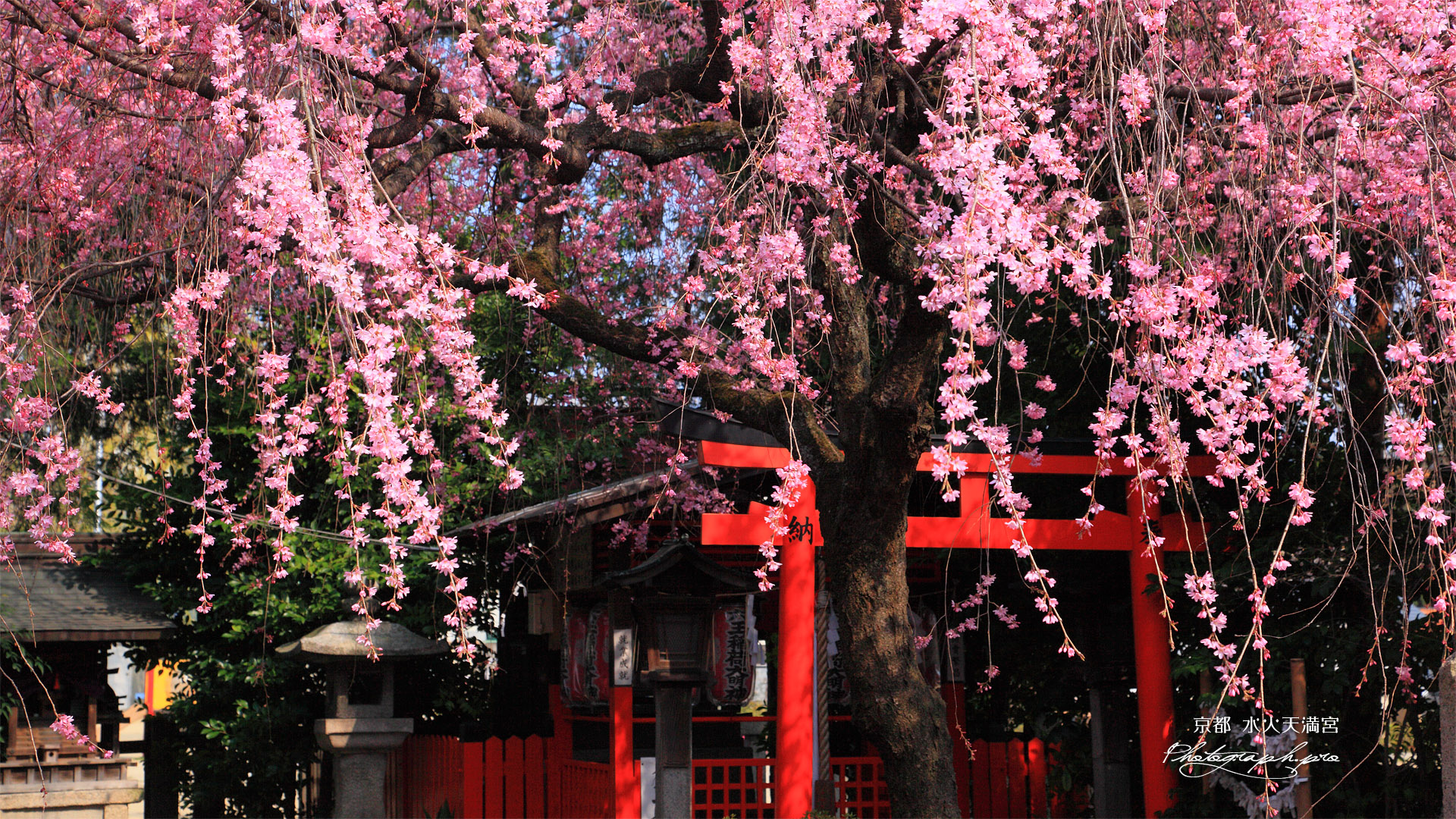 紅枝垂桜と六玉稲荷大明神社