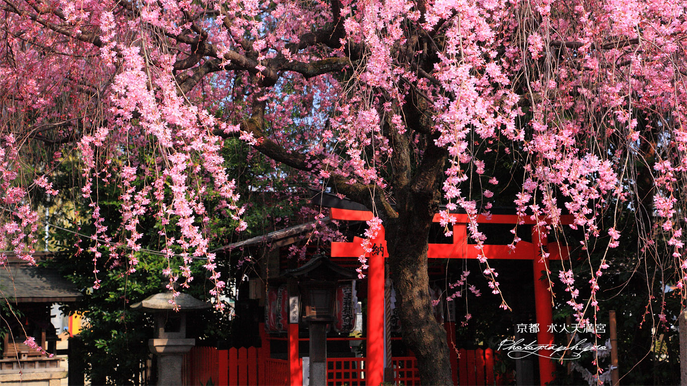 紅枝垂桜と六玉稲荷大明神社 壁紙