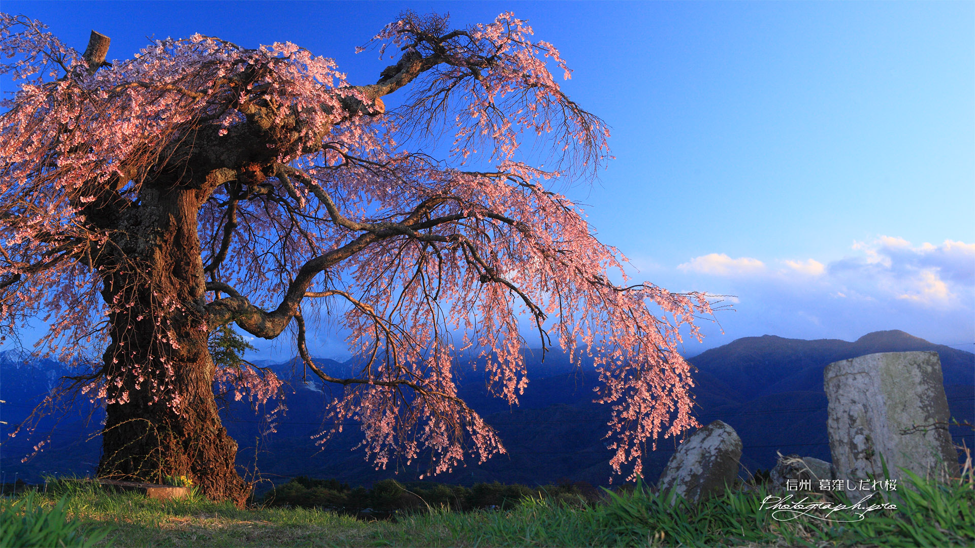 石仏と葛窪しだれ桜