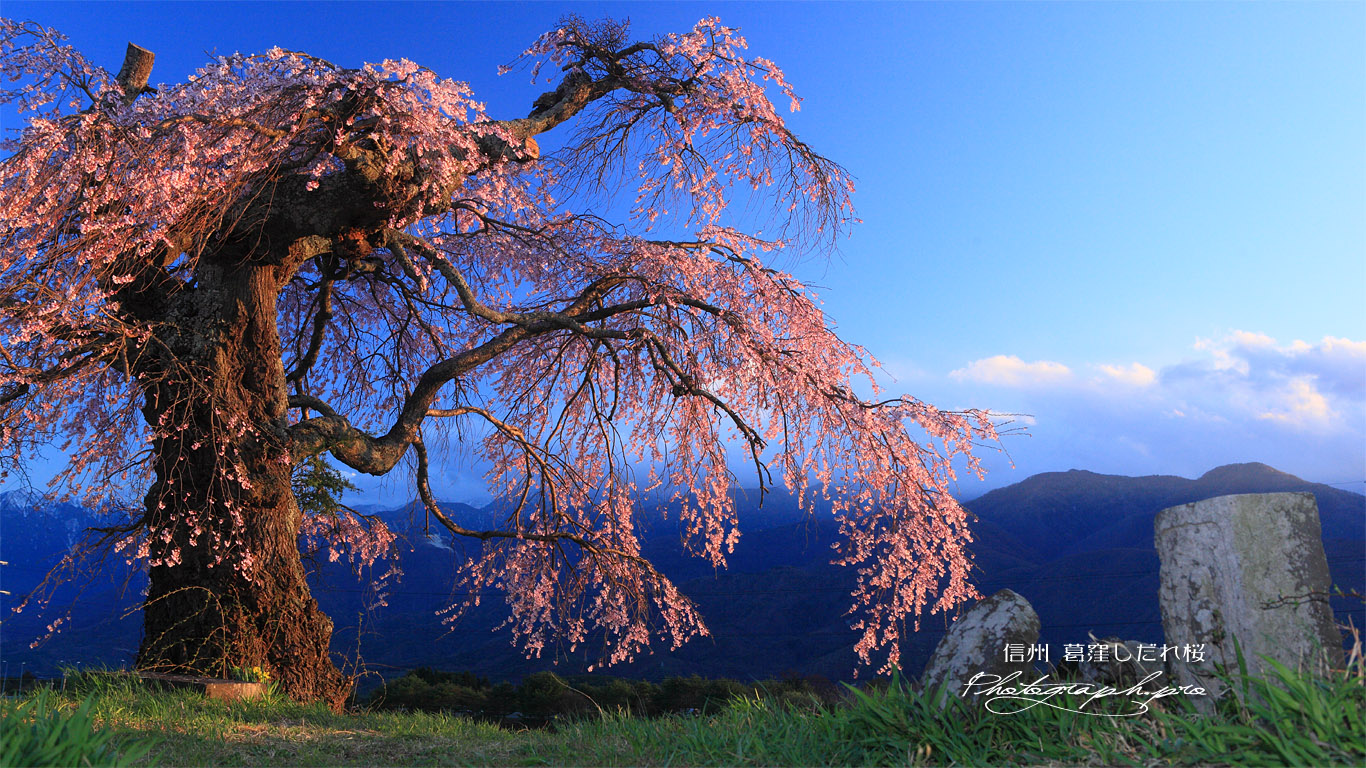 石仏と葛窪しだれ桜 壁紙