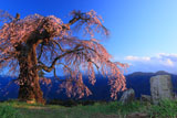 石仏と葛窪しだれ桜