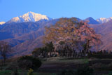 朝陽を浴びた田端しだれ桜