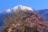 甲斐駒ケ岳と田端しだれ桜