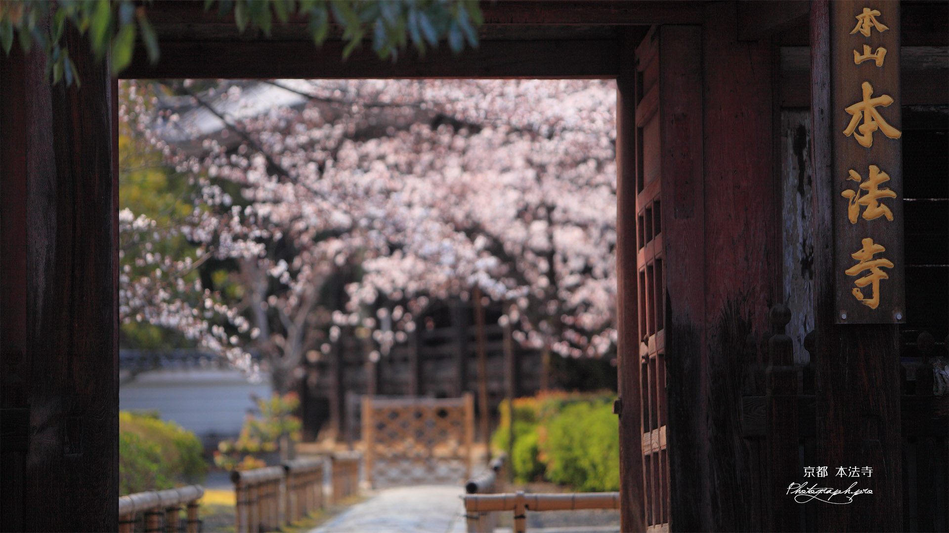 本法寺 仁王門越しの桜