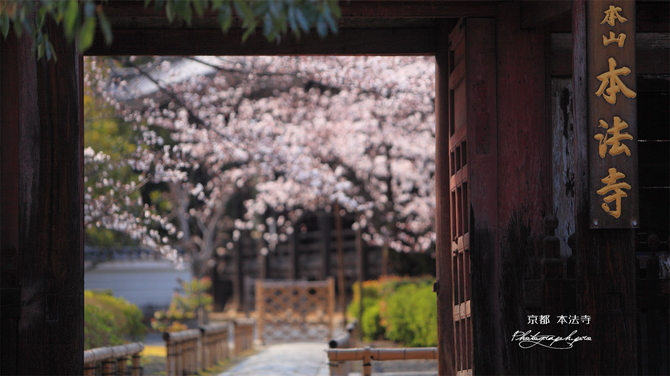 本法寺 仁王門越しの桜 壁紙