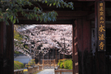 本法寺 仁王門越しの桜