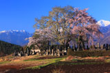 諏訪地域の桜