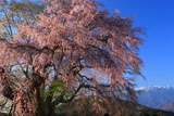 鳳凰山と田端しだれ桜