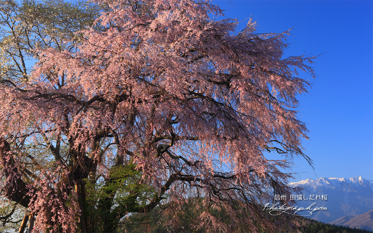 鳳凰山と田端しだれ桜 壁紙